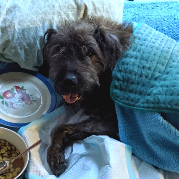 THANK YOU FROM ME AND BROWNIE - Picture 4 of 6